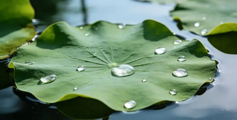 珠海乳腺/卵巢癌靶向120基因检测（组织）检测图1